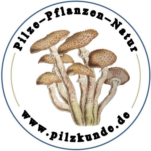 Pilzkunde, Seminare, Tagesführungen, Pilze, Schwäbisch Gmünd, Baden-Württemberg, Stuttgart