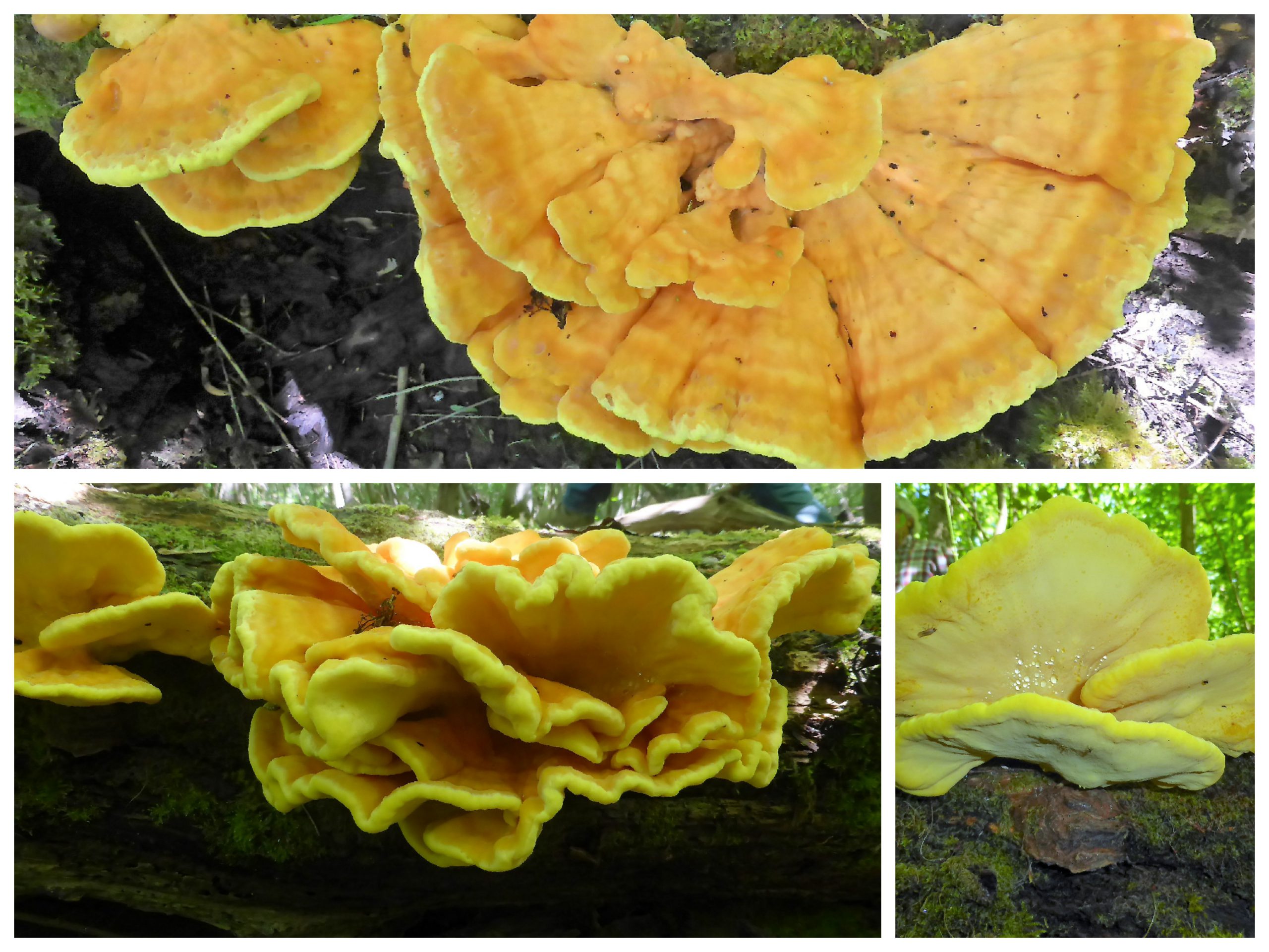 Schwefelporling, Laetiporus sulphureus, Seminare, Pilzkurse, Schwäbischer Wald, Schwäbisch Gmünd