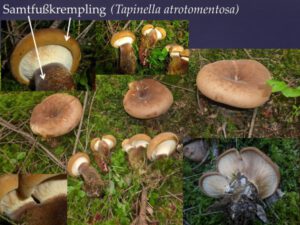 Tapinella atrotomentosa, Färbepilz, Samtfußkrempling