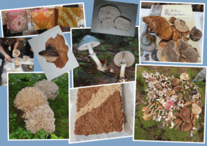 PilzCoach Ausbildung, Pilzschule, Baden-Württemberg, Stuttgart, Pilzseminar